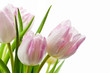 Mokre tulipany na białym tle