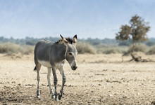 Somali Wild Ass (Equus Africanus) In Nature Reserve