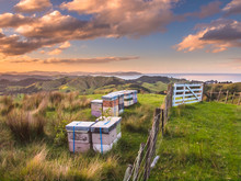 Bee Hives On Top Of A Hill In Bay Of Islands, New Zealand
