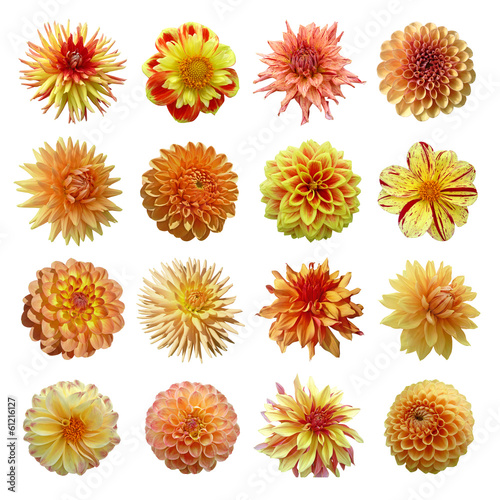 Cuadros en Lienzo collection dahlias jaune orange