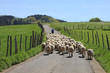 ovejas rebaño pastor país vasco 1553-f14