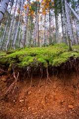 Wall Mural - Autumn forest in Pyrenees Valle de Ordesa Huesca Spain