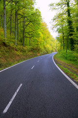 Pyrenees curve road in forest