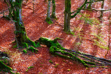 Wall Mural - Autumn Selva de Irati beech jungle in Navarra Pyrenees Spain