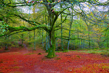 Wall Mural - Autumn Selva de Irati beech jungle in Navarra Pyrenees Spain