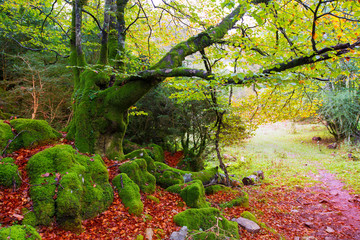 Wall Mural - Autumn Selva de Irati beech jungle in Navarra Pyrenees Spain