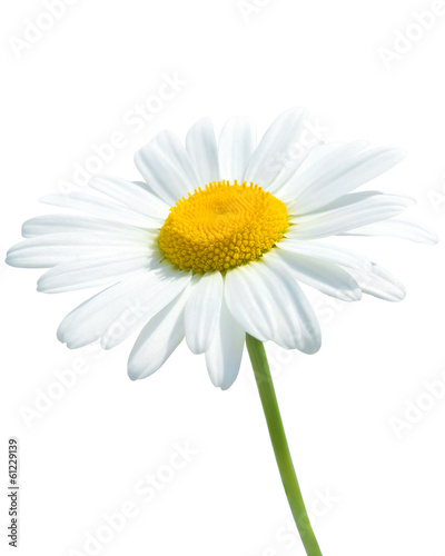 Cuadros en Lienzo Beautiful daisy isolated on white background