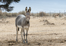 Somali Wild Ass (Equus Africanus) In Israeli Nature Reserve