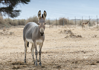 somali wild ass (equus africanus) in israeli nature reserve
