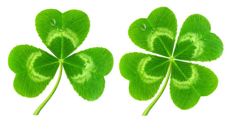 Poster - Isolated clover. Three-leaf and four-leaf clover isolated on white (symbol of Saint Patrick's day)