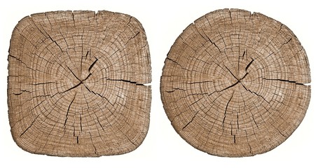 Cross section of tree trunk showing growth rings on white