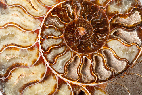 Naklejka na drzwi Beautiful ammonite mineral