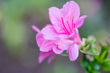 Fototapeta Tulipany - Azalea flowers