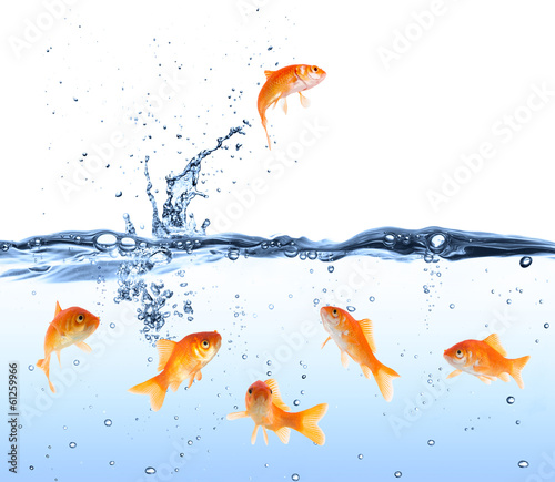 Fotografía goldfish looking for way out