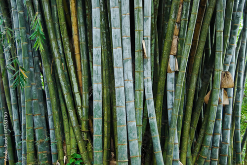 Obraz w ramie giant bamboo in the Royal Botanical Gardens, Kandy, Sri Lanka