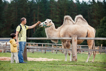 Young father and his little son looking at camel