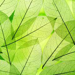 Wall Mural - Green leaves background.