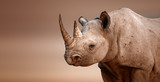 Fototapeta  - Black Rhinoceros portrait