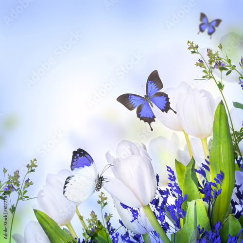 Fototapeta na wymiar White tulips with blue grass and butterfly. Floral background.