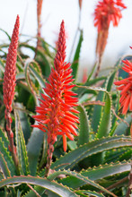 Aloe Arborescens Flowering
