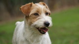 Fototapeta Zwierzęta - Portrait Jack Russell Terrier