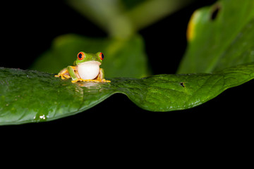 belize red eye tree frog