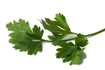 Wall Mural - green parsley leaf