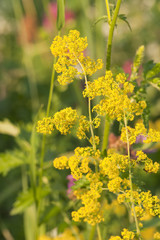 Wall Mural - Lady's Bedstraw, Galium verum