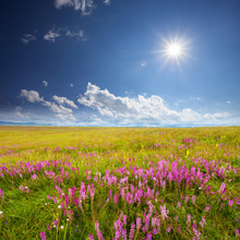 Green Field With Pink Wildflowers And Blue Sky With White Clouds