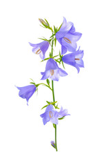 Bluebell Flower, Isolated On A White Background