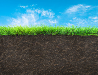 Wall Mural - grass and soil