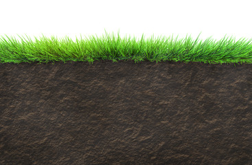 Wall Mural - grass and soil