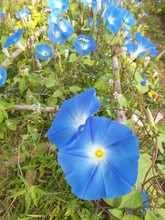 Blue Morning Glory Flowers