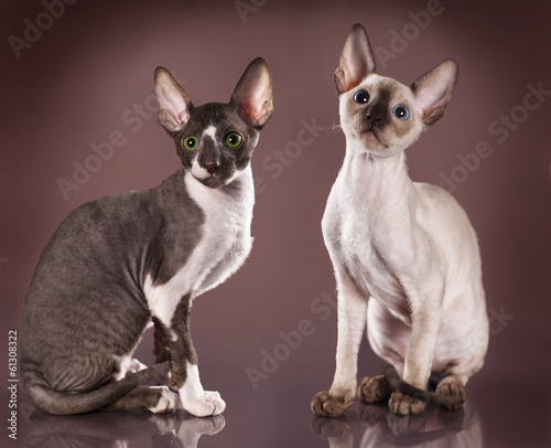 Fotografía Cornish rex kitten, 3 months