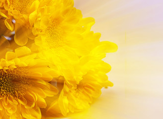 Beautiful chrysanthemum flowers