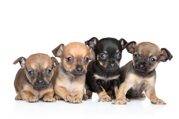 Wall Mural - Group of Toy Terrier puppies