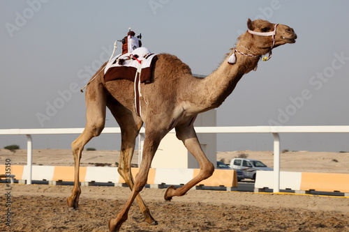 Fotografie, Obraz Traditional camel race in Doha, Qatar, Middle East