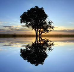 Silhouette and reflection of single tree at sunrise