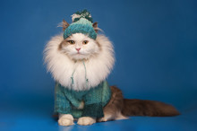 Cat Clothes On A Blue Background