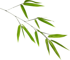 Poster - illustration with isolated green bamboo branch