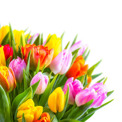 Fototapete - Tulpenstrauß vor weißem Hintergrund