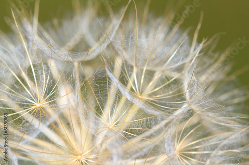 Obraz w ramie dandelion close up nature background