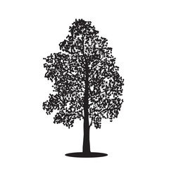 Wall Mural - silhouette detached tree birch with leaves, vector illustrations