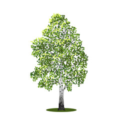 Wall Mural - detached tree birch with leaves, vector illustrations