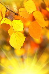 Wall Mural - Background of autumn leaves.