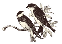 Love Birds - Two Swallows On A Branch