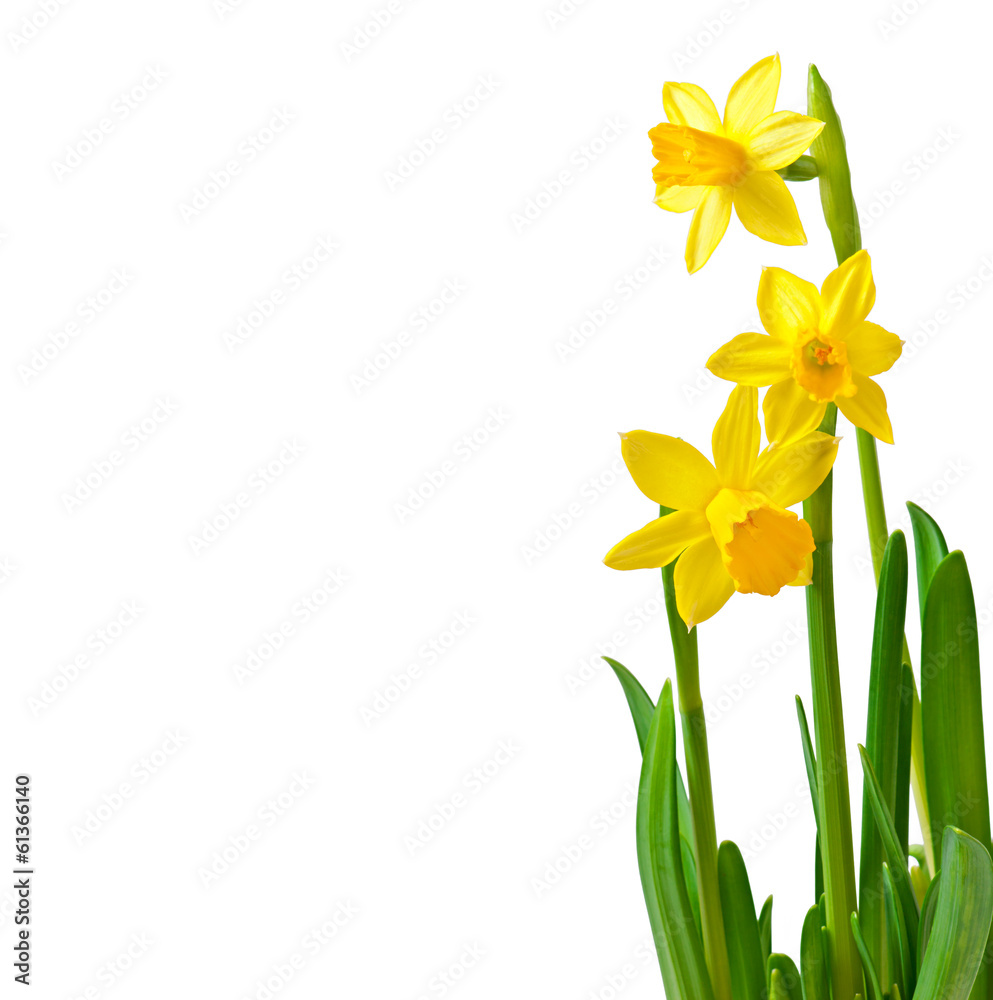 Spring flower narcissus isolated on white background. - obrazy, fototapety, plakaty 