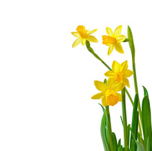 Spring Flower Narcissus Isolated On White Background.