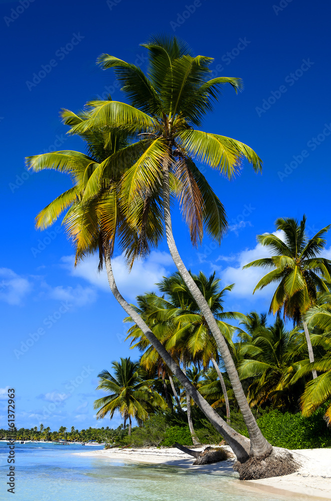 Exotic  palms on sandy Caribbean beach in Dominicana - obrazy, fototapety, plakaty 