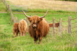 Scotland Angus cattle